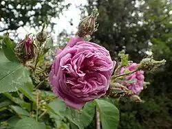 'Souvenir de Lucie' (Schwartz, 1893)