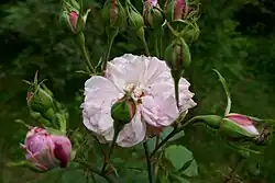 'Souvenir de Madame Auguste Charles' (Moreau-Robert, 1866)