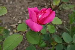 'Souvenir de Maria de Zayas' (1905)