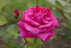 'Souvenir de Pierre Ketten' (1928)