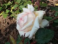 'Souvenir de Pierre Notting' (1903)