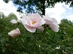 'Souvenir de St. Anne's' (onbekend, voor 1916)