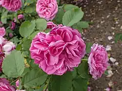 'Souvenir de Victor Landeau' (Moreau-Robert, 1890)