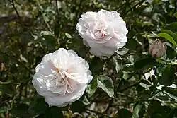 'Souvenir de la Malmaison' (Beluze, 1843)