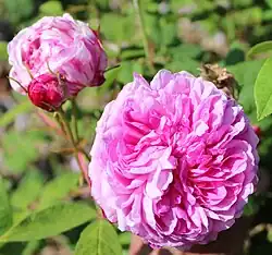 'Spong' (Spong, voor 1789)