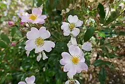 'Tapis Volant', 1982