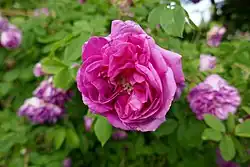 'Tour de Malakoff' (voor 1856)