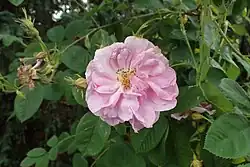 'Trigintipetala' (onbekend, voor 1612)