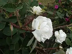 'Unique de Provence' (Robert, 1844)