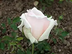 'Vicomte Maurice de Mellon' (1921)