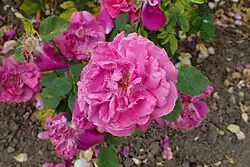 'Vivid' (A. Paul, 1853)