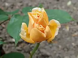 'William Allen Richardson' (Ducher, 1878)