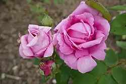 'William Notting' (1904)