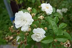 'Yvonne Rabier' (Tubat, 1910)