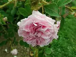 'Adèle Pavie' (Vibert, 1850)