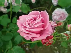 'Adrienne de Cardoville' (Guillot, 1864)