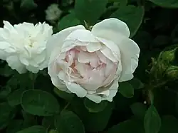 'Alfred de Dalmas' (Laffay/Portemer, 1855)