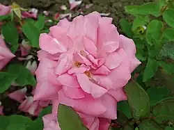 'Appoline' (Verdier, 1848)