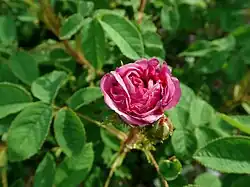 'Arthur Young' (Portemer fils, 1863)