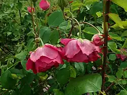 'Bardou Job' (Nabonnand, 1882)