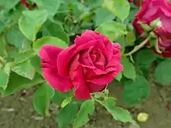 'Baronne de Noirmont' (Granger, 1861)