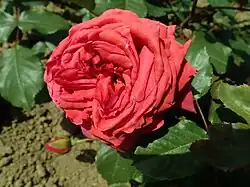 'Beatrice Boeke' (1966)