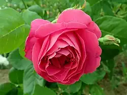 'Beauté de Versailles' (Souchet, 1846)