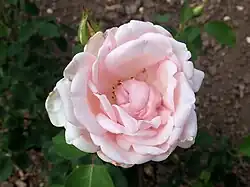 'Benedictus XV', 1917