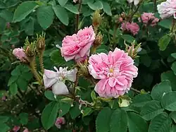 'Bérangère' (Vibert, 1849)