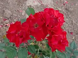 'Border King', voor 1952