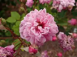 'Bougainville' (Cochet, 1822)