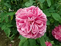 'Bouquet de Flore' (Bizard, 1833)