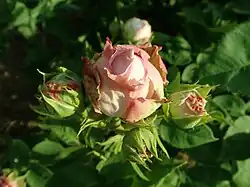 'Capitaine Dyel de Graville' (Boutigny, 1905)