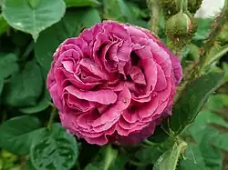 'Césonie' (Robert & Moreau, 1859)