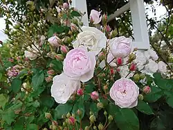 'Champneys’ Pink Cluster' (Champneys, 1811)