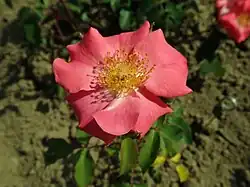 'Christine Gandy', voor 1958