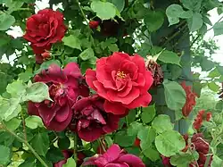 'Étoile de Hollande, Cl.', 1931