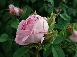 'Comtesse Doria' (Portemer, 1854)