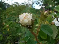 'Comtesse de Murinais' (Vibert, 1843)