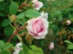 'Cumberland Belle' (Henry A. Dreer, 1900)