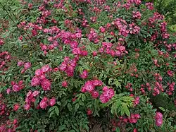 'Dentelle de Bruxelles', 1988