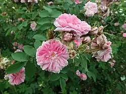 'Duchesse d'Abrantes' (Robert, 1851)