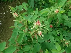 'Rose Edouard' (onbekend, voor 1819)