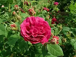 'Etna' (Vibert, voor 1837)