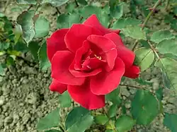 'Étoile de Hollande', voor 1919