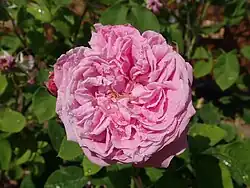 'Fantin-Latour' (onbekend, voor 1938)