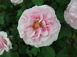 'Florence Ducher' (Ducher, 2005)