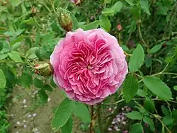 'Francois de Salignac' (Robert, 1854)