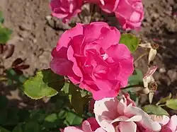 'Fuchsine Guy', 1930