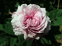 'Gaspard Monge' (Robert, 1854)